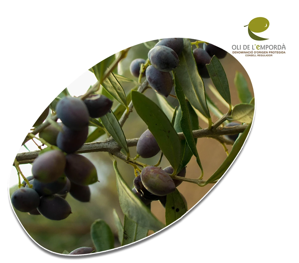 Aceite de Oliva Virgen Extra Argudell 100% Empordà